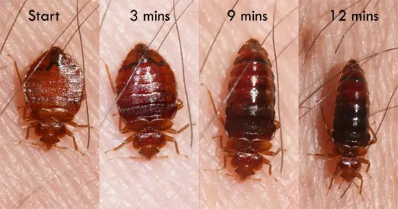 Habits and Traits of Bed Bugs