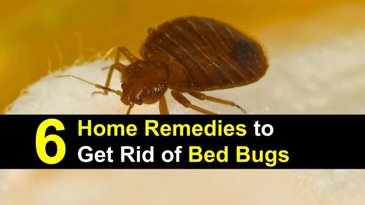https://bedbugssprays.net/natural-methods-to-get-rid-of-bed-bugs/