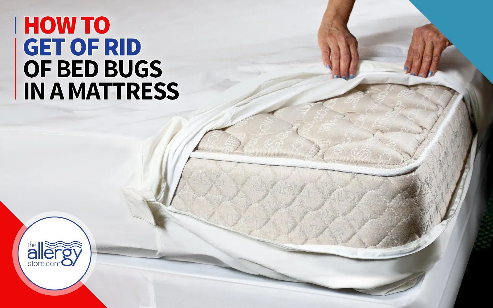 bed bug hiding in mattress