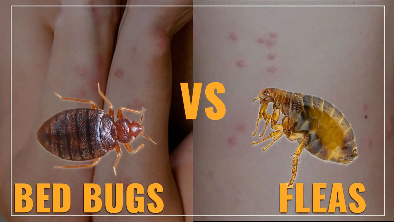 bed bug vs fleas