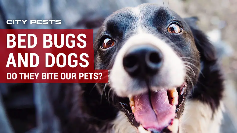 bed bugs dangerous to dogs