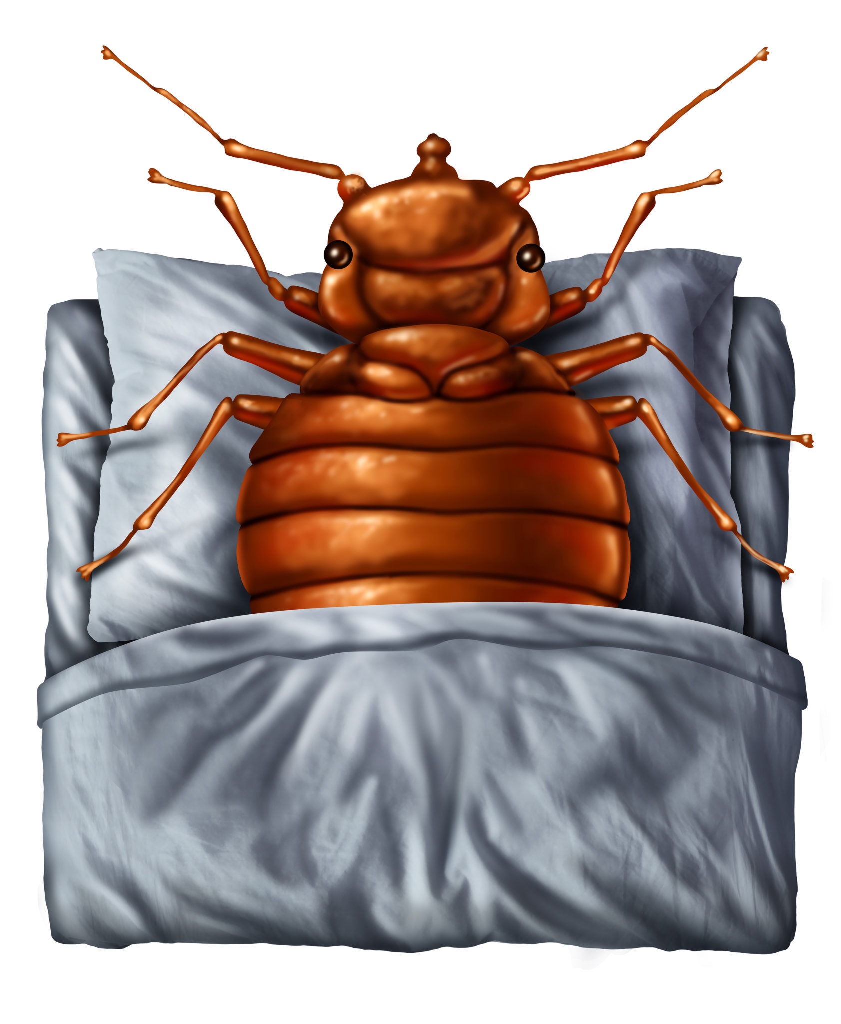 bed bugs waiting for you