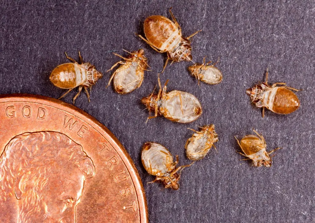eliminate bed bugs withoout food