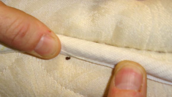 How To Catch Bed Bugs Using Double Sided Tape
