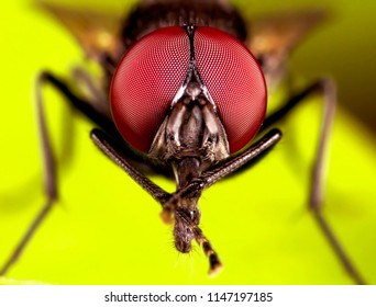 How Many Eyes Does a Fly Have