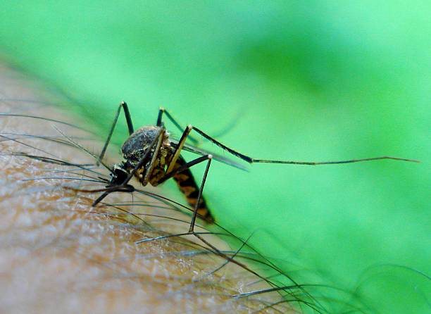 Best Homemade Mosquito Sprays for the Yard