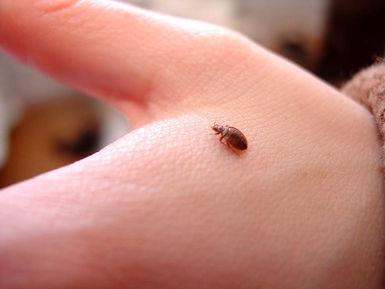 Bugs That Are Mistaken For Bed Bugs