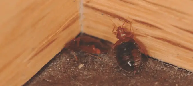 Can Bed Bugs Climb Walls