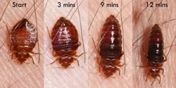 Can Bed Bugs Get in Your Hair