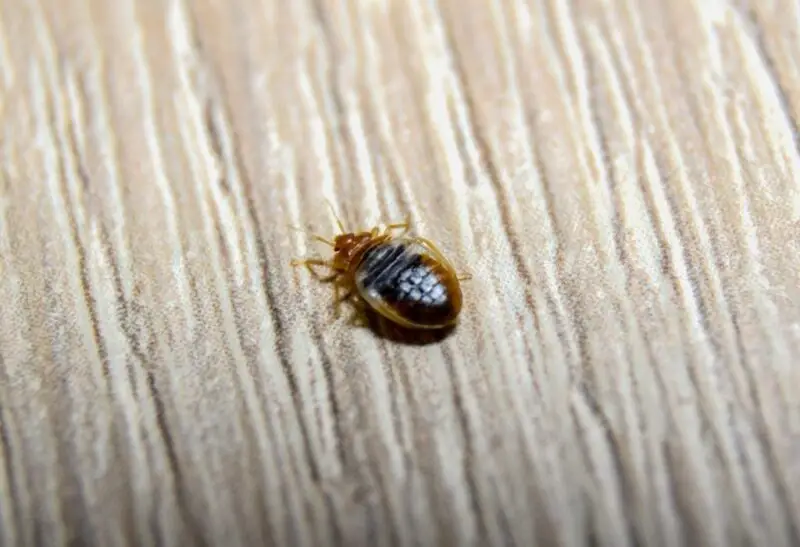 Do Bed Bugs Live in Woods