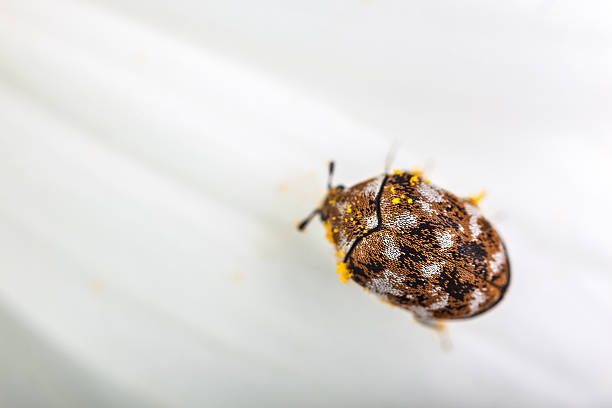 Do Carpet Beetles Fly Or Have Wings