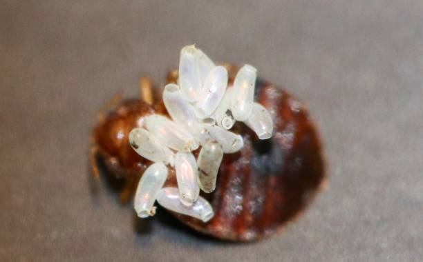 Everything about Bed Bug Shells
