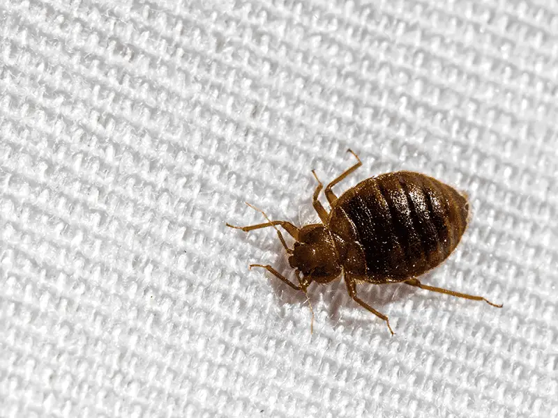 How Fast Do Bed Bugs Multiply