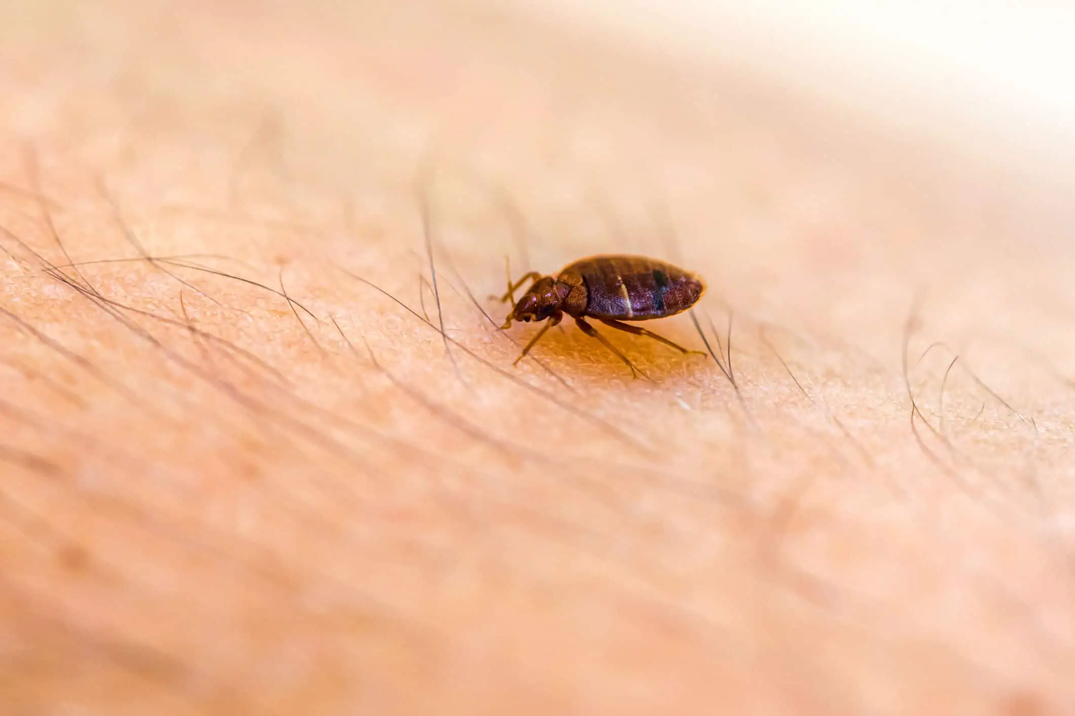 How Long Can Bed Bugs Survive Outside