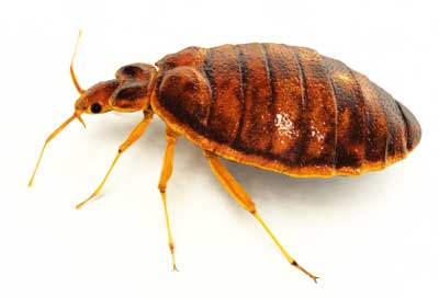How to Stop Bed Bugs From Biting You While Sleeping