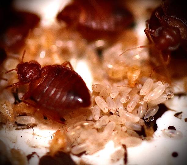 Tell me the best way How to get rid of bed bugs in apartment