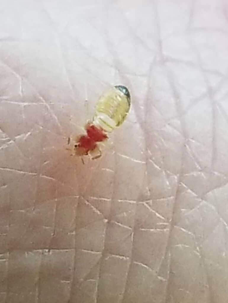 What Do Baby Bed Bugs Look Like and Do They Bite