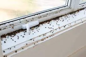 26 Tiny Black Bugs In Houses Near Windows