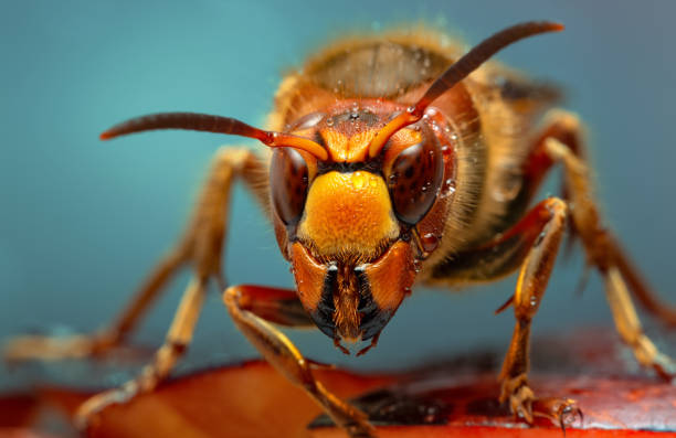 Can hair spray kill Wasps