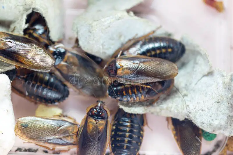 How to breed Dubia Roaches successfully