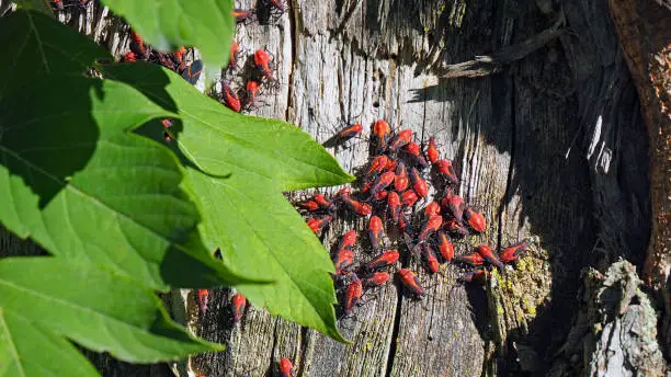 How to get rid of Boxelder Bugs Inside Your House Naturally