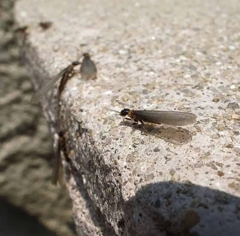 7 Bugs That Look Like Flying Termites