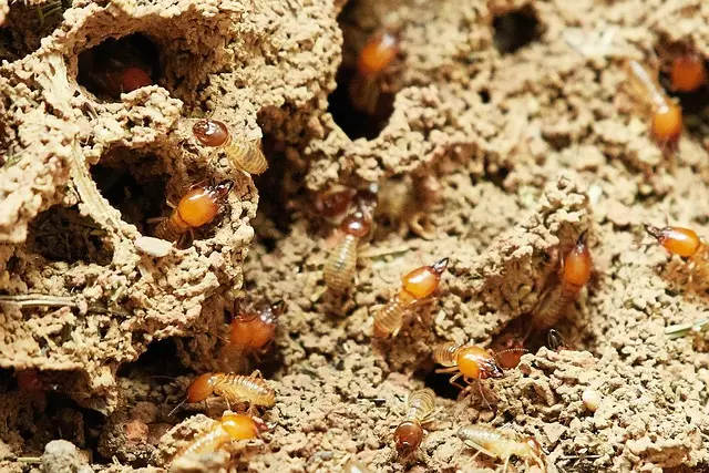 How to Spot Termites in Drywall